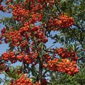 Pyracantha x 'Saphyr Rouge' P27